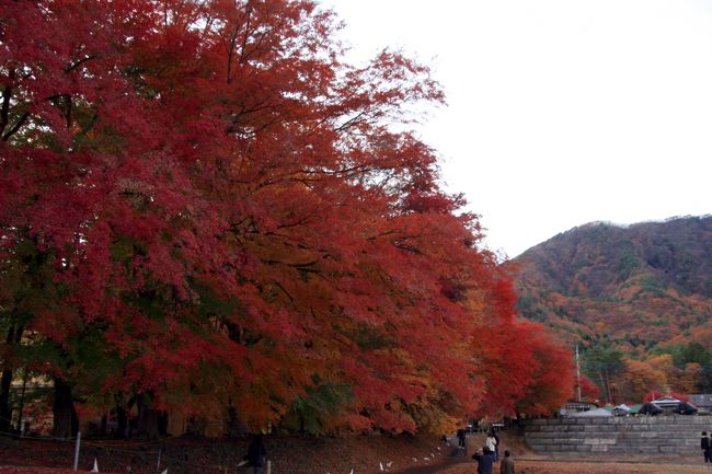横から見たモミジ回廊<br />見事としか言えません・・・