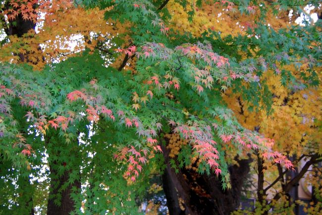 中には、まだ緑色のモミジもありました。