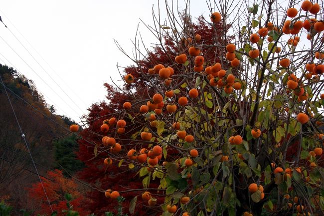 モミジ回廊の横にあった柿の木<br />柿の実が沢山実っていました。