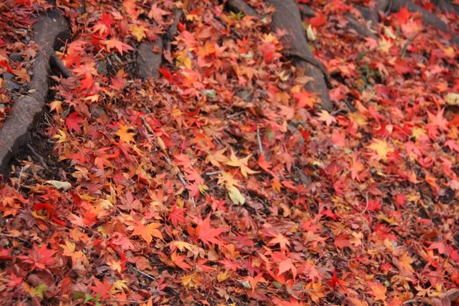 モミジの木の下には、落ち葉がびっしり