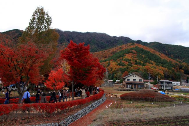 このモミジ回廊で、美しい紅葉を堪能できました。