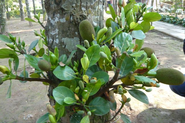 この広い庭には、ジャックフルーツも。　境内には孤児や行儀見習いの小僧さんもいて。<br />ベトナム戦争時、住職が抗議して焼身自殺したことでも　知られていて、中庭には彼がサイゴンまで　乗っていったという　自動車もあった。