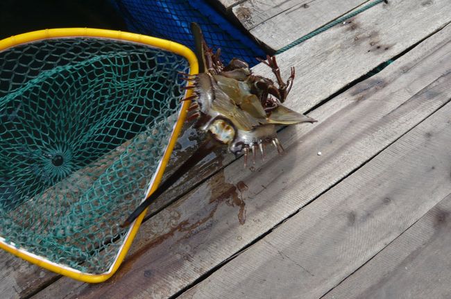 水上家屋では、生簀にいろいろな魚が、その場で購入し　船で料理してもらえます。