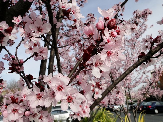 ベイエリアの桜 の様なお花 何でしょう お花の名前 ｐurple Leaf Plumと 判明 シリコンバレー周辺 アメリカ の旅行記 ブログ By Guavalomilomiさん フォートラベル