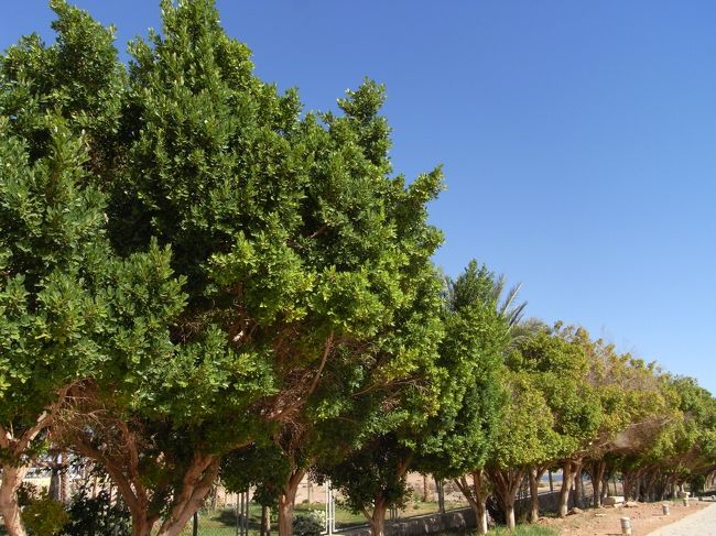 青空と緑がとてもきれい。