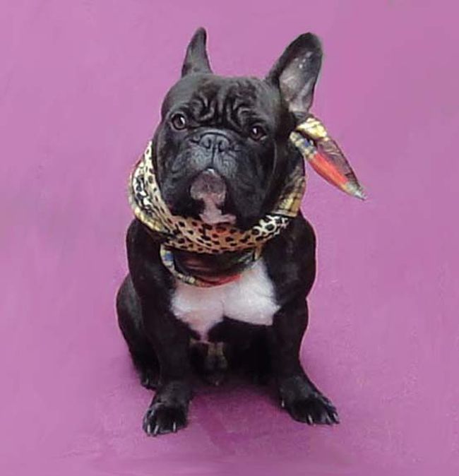 クリニャンクールのおしゃれなワンちゃん（ズーム）。