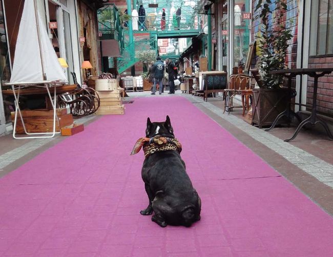 クリニャンクールのワンちゃん。後姿も決まっています。