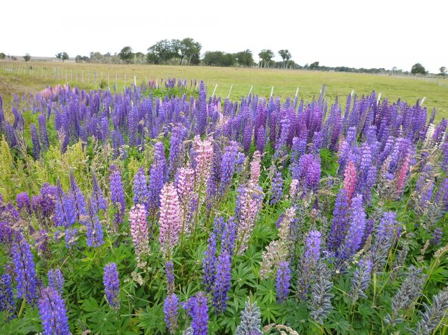 ルミナスの花が綺麗！