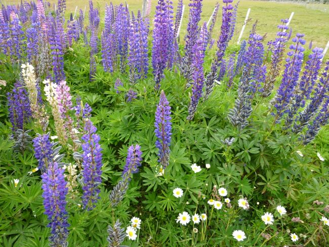 ルミナスとカモミール。