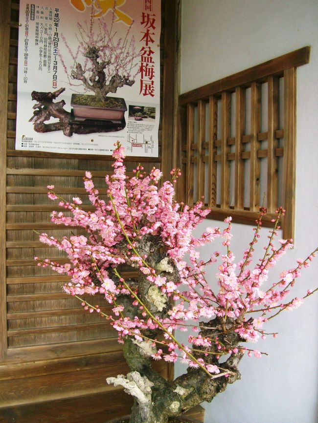 <br />こちらがお玄関。お邪魔しま〜すm(__)m<br /><br />　６分咲きの美しい梅花がお出迎え。