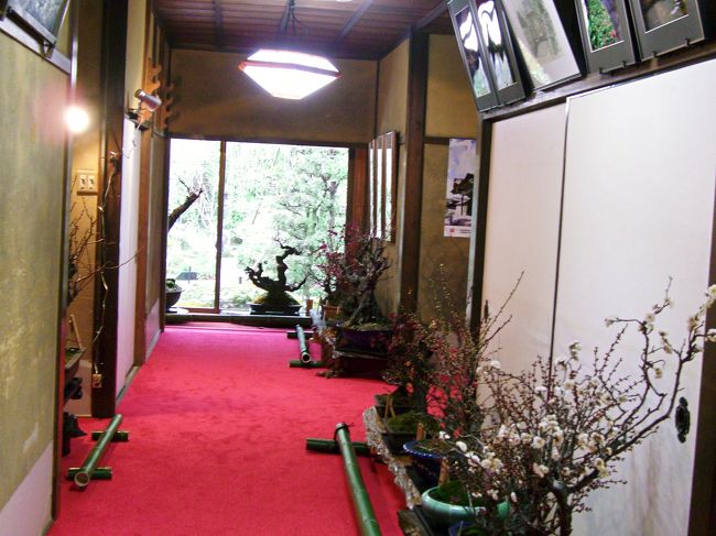 <br />　廊下にも立派な盆梅が！