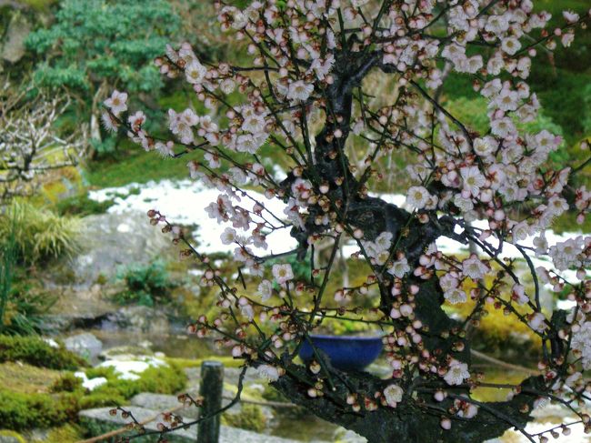 梅は勿論ですが、お庭の素晴らしいこと。<br /><br />南西に約3300?ある庭園は国指定名勝だそうです。<br /><br />