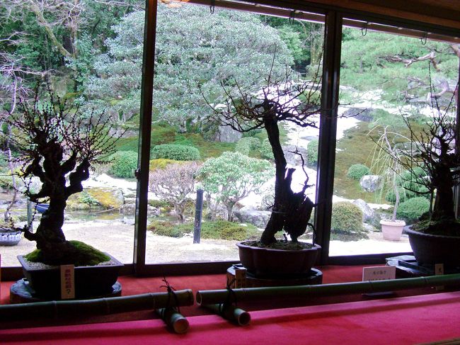 出展されている盆梅は約５０鉢<br /><br />大型の鉢は少なく中型〜小型鉢が中心。<br /><br />タイトル通り少し早過ぎた訪問でしたが<br /><br />今頃は美しく咲き誇りお座敷の中は上品な<br /><br />梅の香りが漂っていることでしょう♪