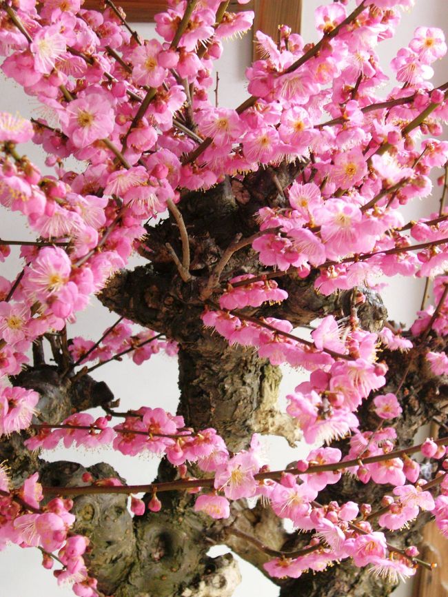 <br />１鉢だけ開花宣言しちゃってます*^^*<br /><br />お陰さまで素晴らしい被写体になって<br /><br />貰えました！