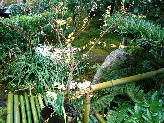 <br />ひじょ〜に珍しい！<br /><br />黄色の花を付けた梅の木