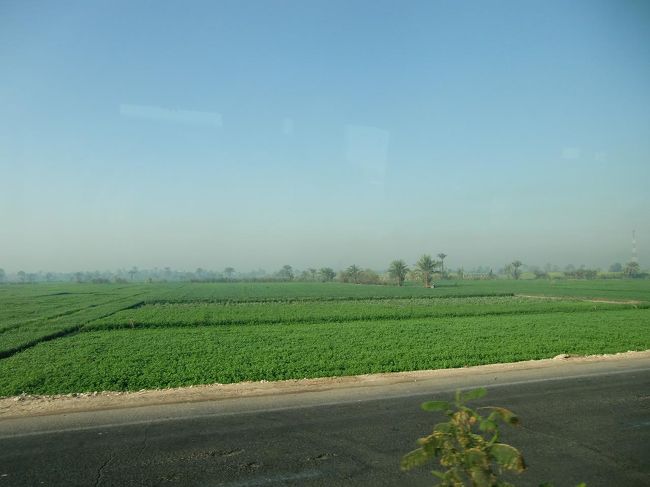 朝８時に大型バスでホテルを出発し、ルクソール西岸観光に出かける。途中、広大な畑を横切って行く。雨がほとんど降らない土地でもナイル川の灌漑用水が植物を育てている。