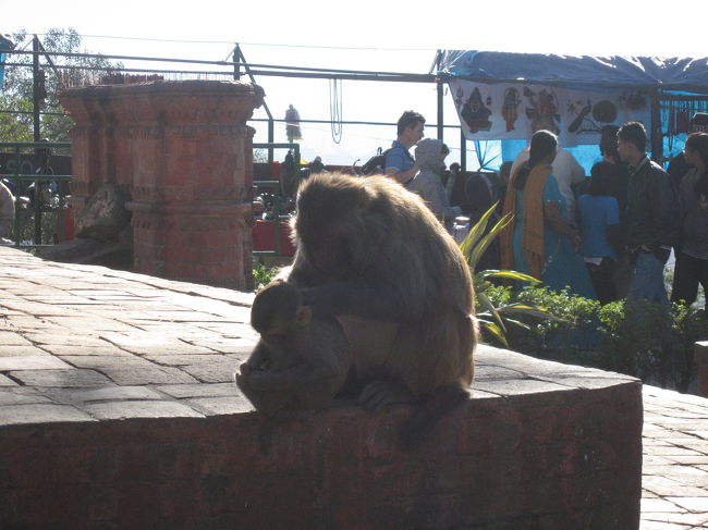 目玉寺の英語名はモンキーテンプル。<br /><br />サルが多いです。