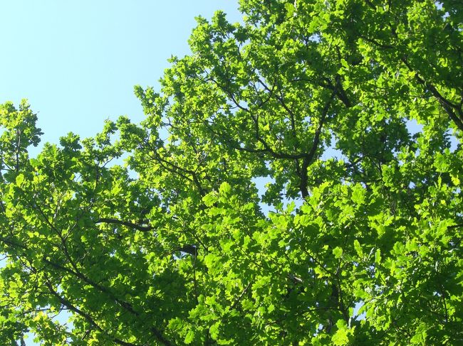 緑がキラキラ。<br />友人の言っていたことは本当でした。