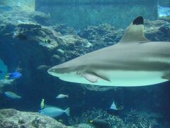 沖縄美ら海水族館！写真いっぱい撮ったけど、よく見る写真ばかりなので、ジンベイ1枚。