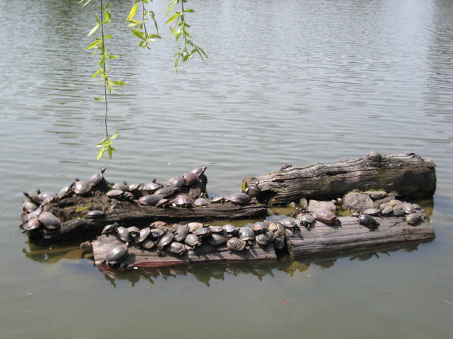 ＜猿沢池４＞<br /><br />亀の甲羅干し。