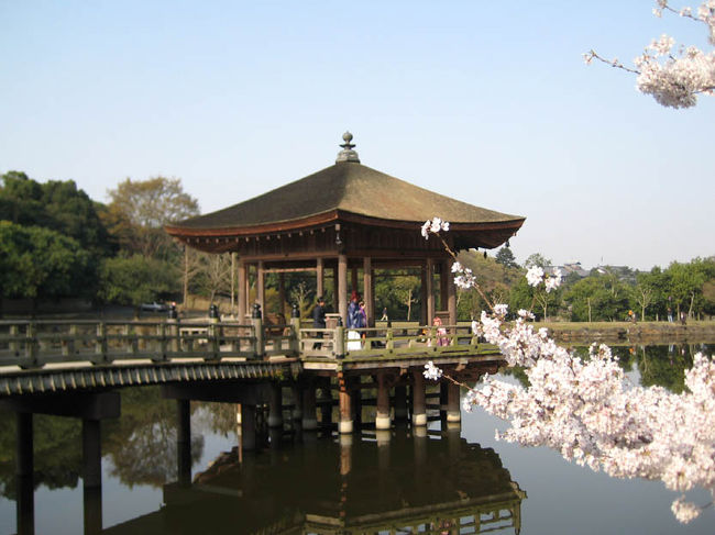 ＜浮見堂１＞<br /><br />奈良公園内の鷺池の周囲に植えられた染井吉野などの桜を、池の中にせり出した浮見堂から眺めることができます。<br />檜皮葺（ひわだぶき）のお堂です。<br />
