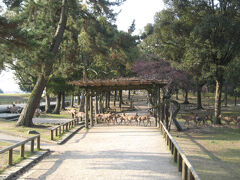 ＜奈良公園１＞

興福寺、東大寺、春日大社、若草山、春日山の一帯、奈良公園。
とても広くて、多くの見所がありますが、施設以外の小道を散歩するのも、奈良公園の楽しみの一つです。

目の前を鹿の行列が通りました。