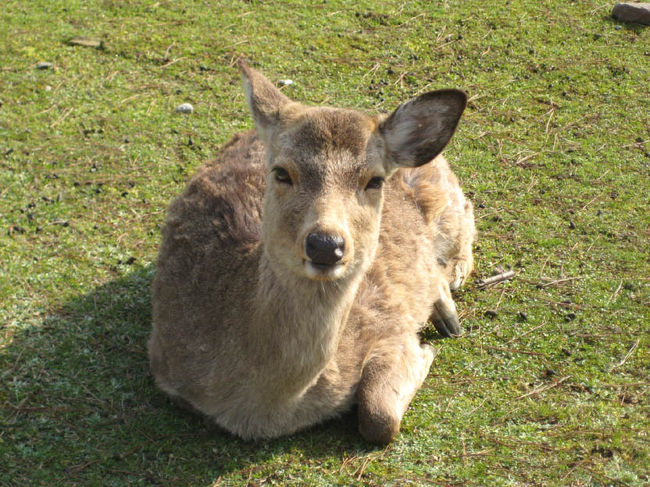 ＜奈良公園５＞