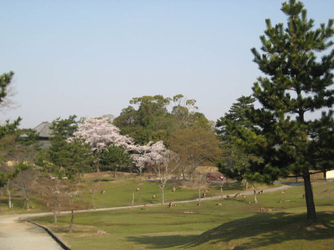 ＜奈良公園６＞