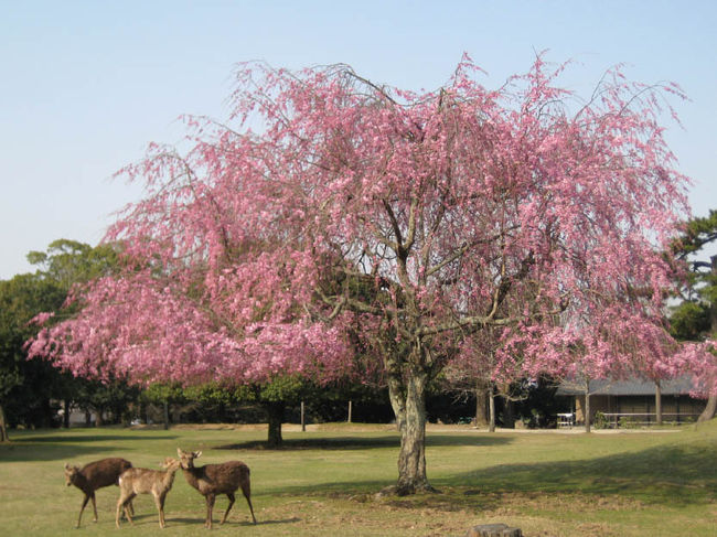 ＜奈良公園７＞