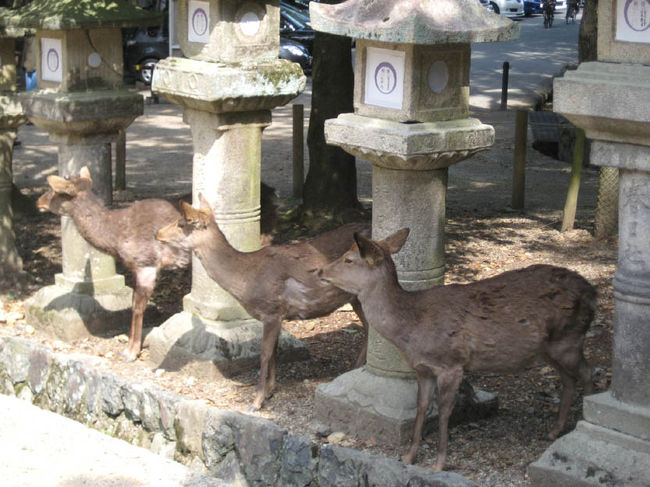 ＜奈良公園１＞