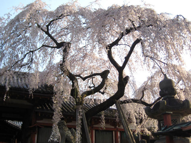 ＜氷室神社４＞<br /><br />枝垂桜が見事です。<br />穴場の桜の名所です。
