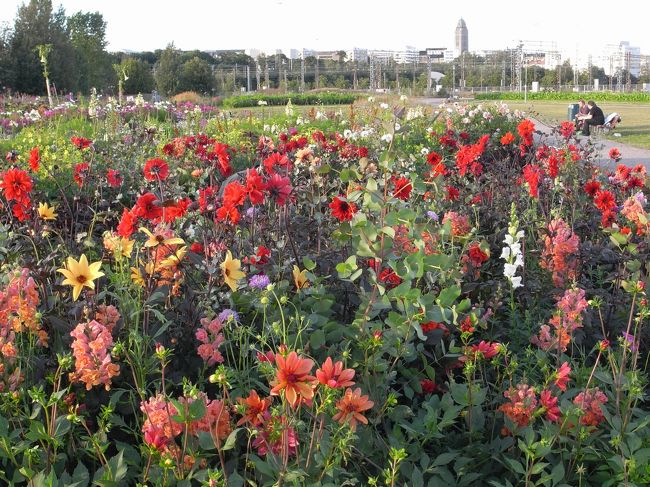中央駅のそばにある植物園。散歩するのに気持ちのいい場所でした。奥には電車が見えます。あの寒さの中でも満開なことにびっくり。色の感じがあわくてアジアとは違ったテイストです。