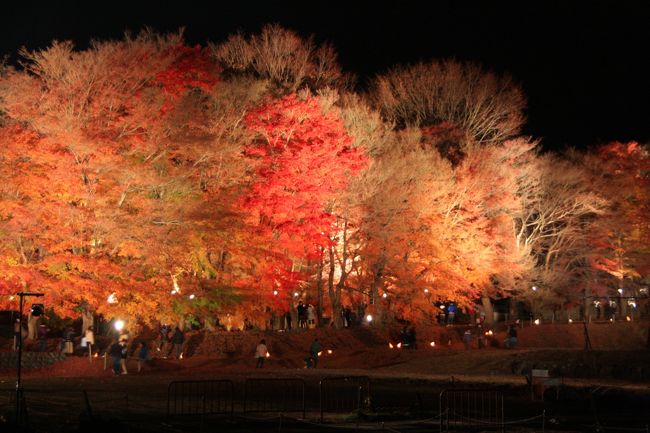 ライトアップしたもみじ回廊<br /><br />闇夜にこの場所だけ浮かびあがってました。