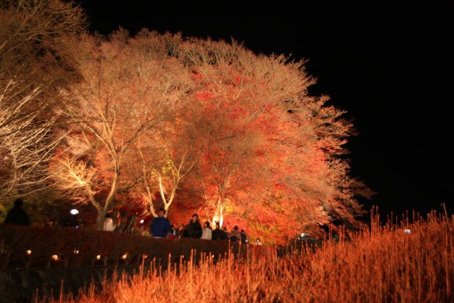 昼間みるモミジと、ライトアップされたモミジとでは、雰囲気はだいぶ違いますねぇ〜