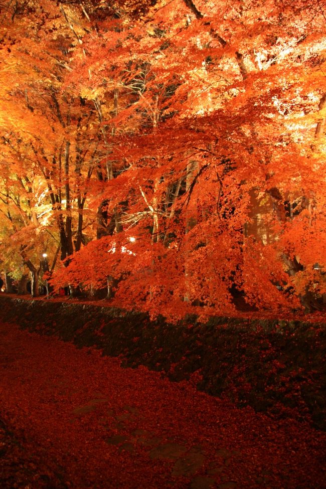 もみじのトンネルです。<br /><br />ライトアップされ、紅葉したモミジが光って綺麗です。