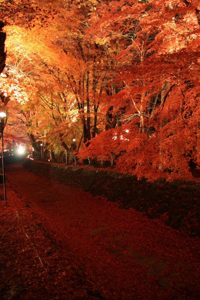 落ち葉で埋め尽くされた梨川<br /><br />水の変わりに落ち葉が流れているみたい。