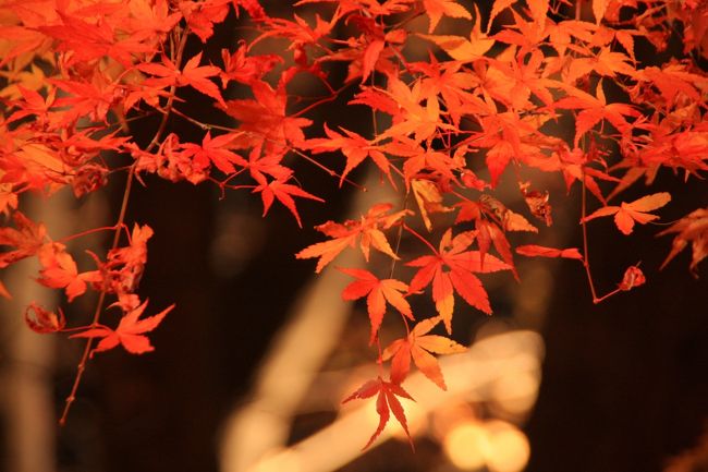 <br />ライトアップにより、幻想的な雰囲気のもみじ回廊を、充分に堪能させていただきました。