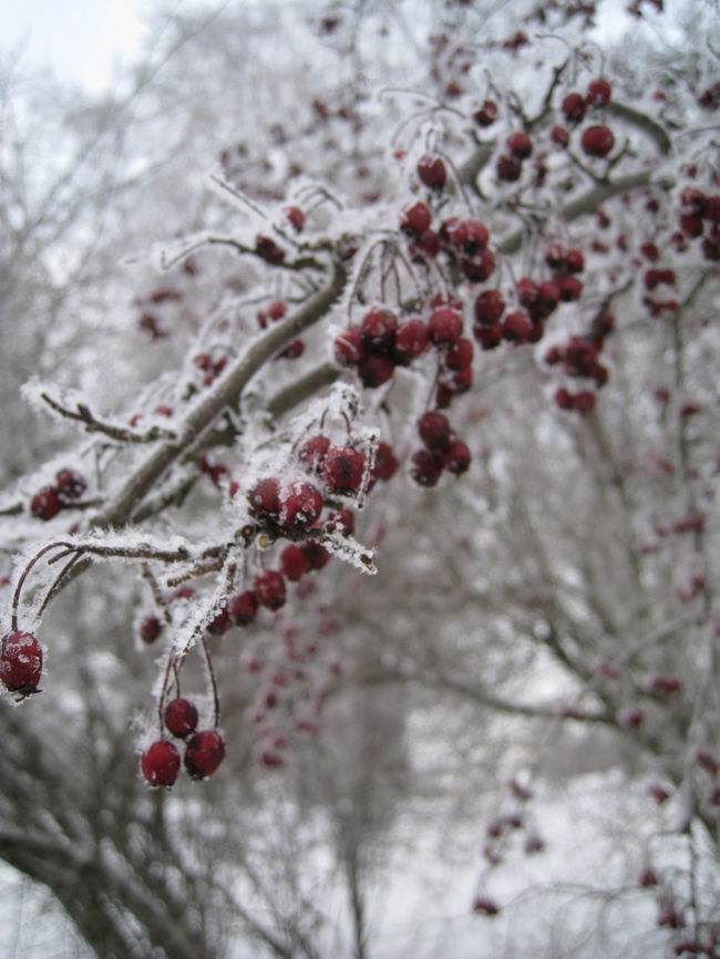 樹氷の時期だったので、寒さをさらに助長する演出となってます