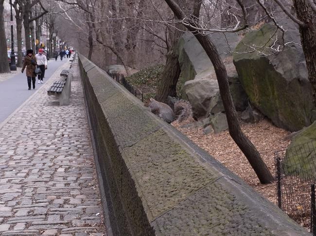 そういえばダコタアパートの側のセントラルパークでリスを見ることができましたよ。こんなに簡単に見られたと言うことは、リスのリス口密度が高いのかな？<br />しかし、ず〜っと向こうへ続く塀。すご。（・・