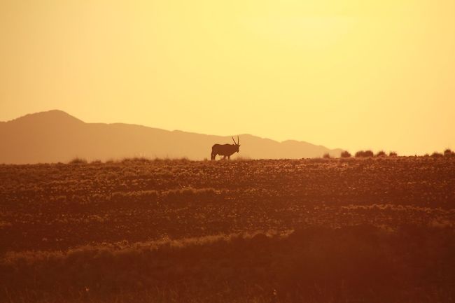 朝焼けのオリックス（と言う動物だよ）