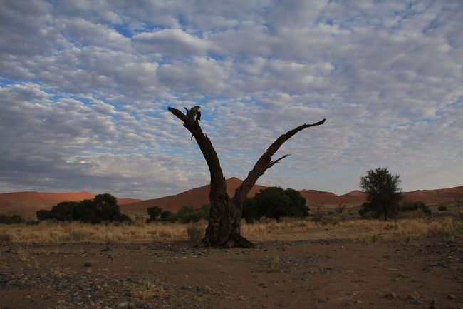 枯れ木と雲と砂丘