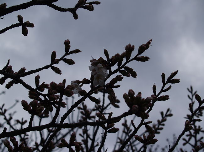 御室桜。3月だというのに開花している。