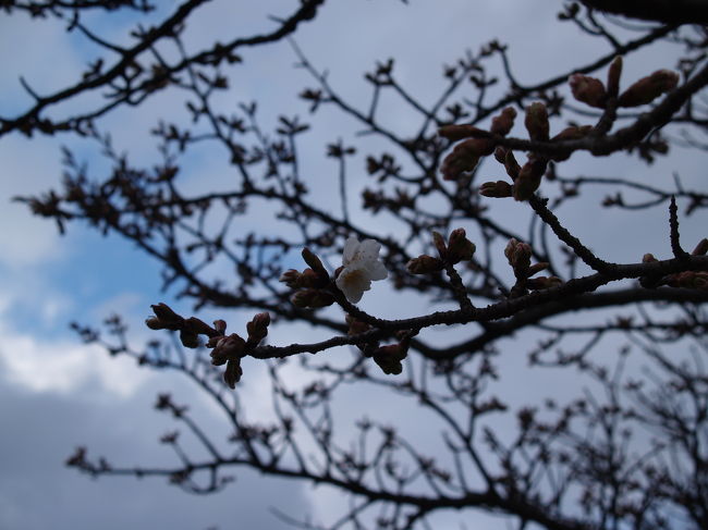 御室桜。開化している。