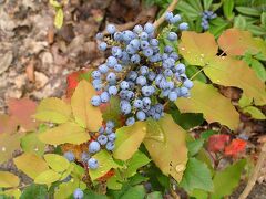 ポツダムの庭のブルーベリー