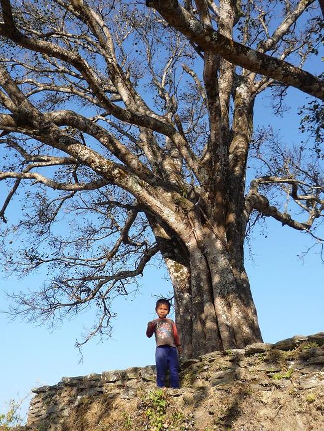 途中の民家近くで見かけた大きな木とガキ。