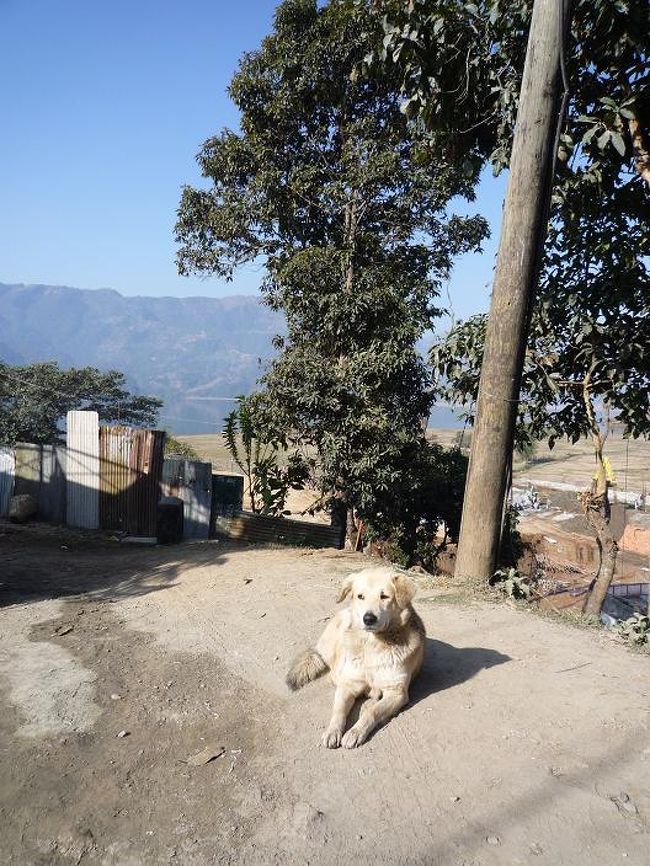 ポカラのレイクサイドに向かって歩き続ける。<br /><br />小汚い犬が「お疲れ！」