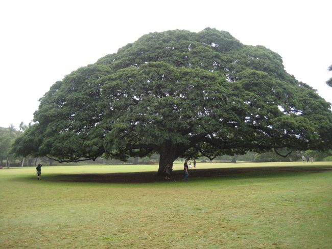 この〜木なんの木、気になる、気になる♪<br />CMで使われたものとまったく同じ木だよ。<br />モンキーポット。<br />別名、日立の木(笑)。<br />この日はあいにくの雨でした…。