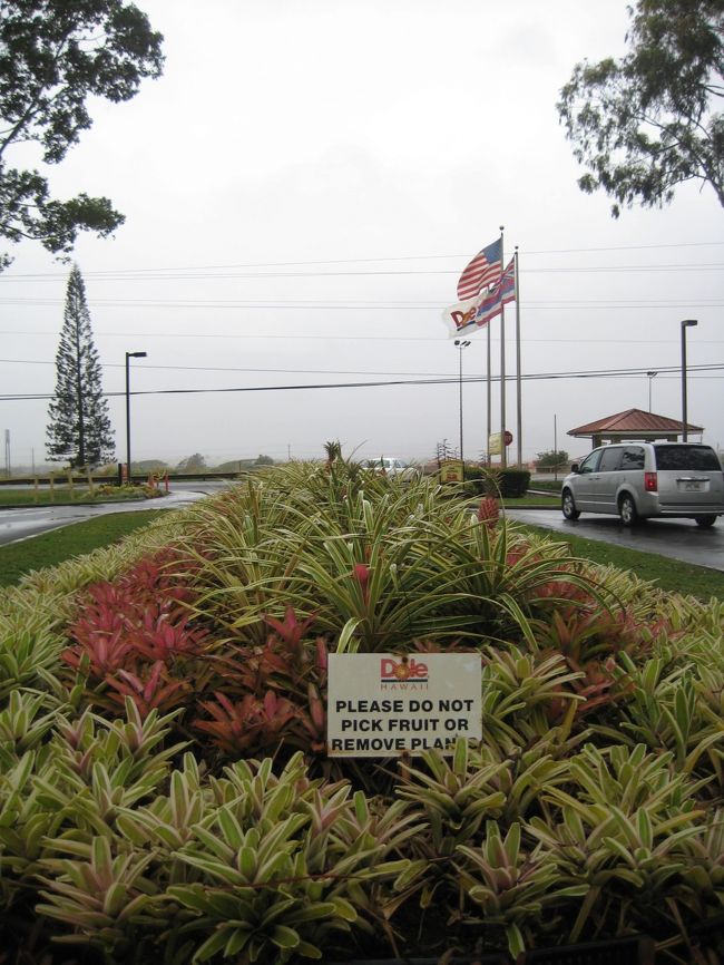 2日目もバナナを食べたdoll！<br />doleプランテーションに行ったよ！<br />ピンク色の葉っぱは、なんとピンクのパイナップル。