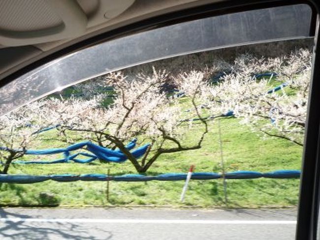 ホテルを出て311号線で熊野に向かいます。<br />途中、道路沿いの梅園が見えました。<br />車の車窓から<br /><br />