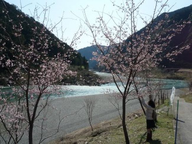 次に本宮から新宮へ向かう168号線を走ります。<br />熊野川を横目に見ながら道は続きます。<br />海は青く、山は緑で河は太陽を反射してキラキラ光ります。<br />和歌山の大自然を感じながらのドライブです。<br />道の駅熊野川で途中下車、ここにも梅の花が綺麗に咲いてました。<br /><br />